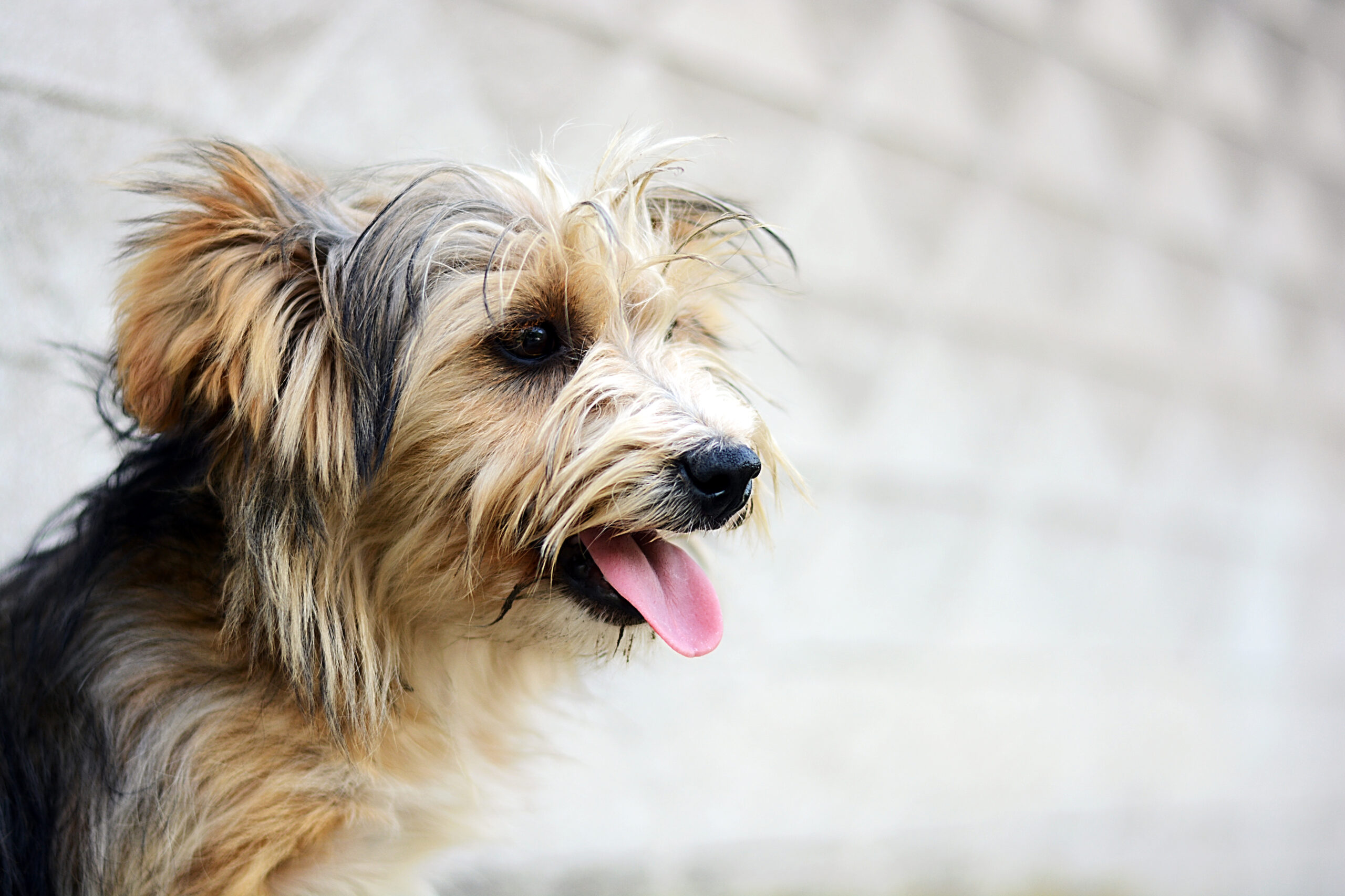 【犬の口くさい】愛犬の口臭の原因とは？病気のサインや対処法を獣医師が解説