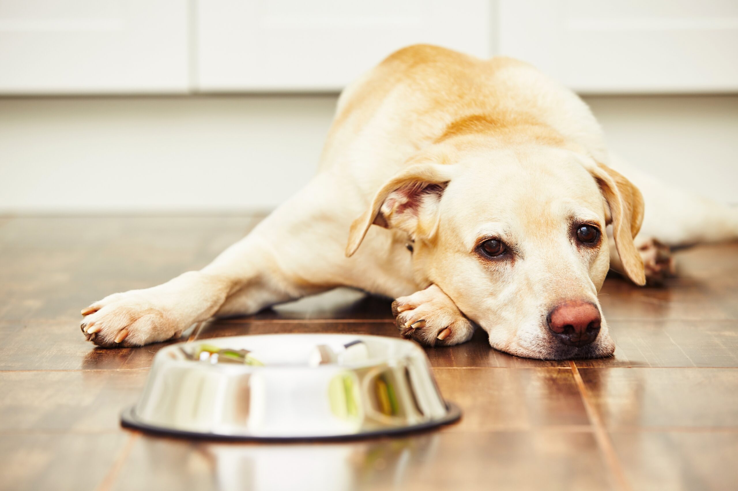 愛犬がご飯を食べない理由は？ドッグフードを食べない原因と対策をプロが解説